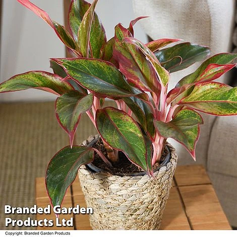 Aglaonema 'Crete' 1 Aglaonema 'Crete'