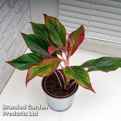 Aglaonema 'Crete' 8 Aglaonema 'Crete' -plant AGLA CRETE W48793