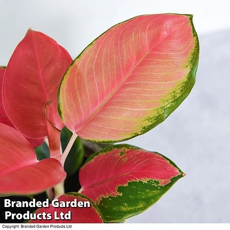 Aglaonema Orange Star 2 Aglaonema Orange Star - Image 2