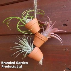 Air Plant Mini Pots On Rope -plant AIRP MINIROPE3 S45969