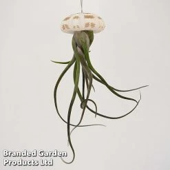 Airplant (Tillandsia) In Sea Urchin