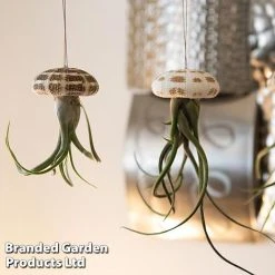 Airplant (Tillandsia) In Sea Urchin -plant AIRP SEAURCH3