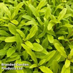 Ajuga Feathered Friends Trio -plant AJUG CORDIALCA H394431