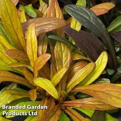 Ajuga Feathered Friends Trio -plant AJUG FANCYFINC H394341