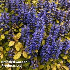 Ajuga Feathered Friends Trio -plant AJUG PETITEPAR H394481