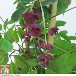 Akebia Quinata -plant AKEB T80255 A