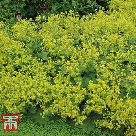 Alchemilla Mollis 2 Alchemilla Mollis - Image 2