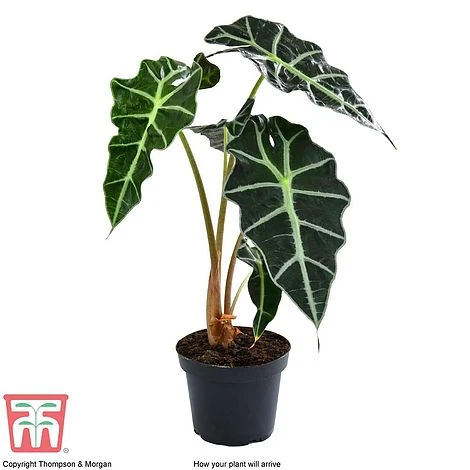 Alocasia X Amazonica 9 Alocasia X Amazonica - Image 9