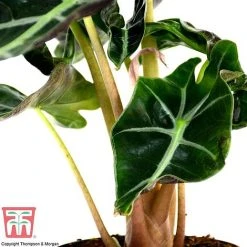 Alocasia X Amazonica 15 Alocasia X Amazonica -plant ALO KB1116 B