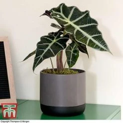 Alocasia X Amazonica 11 Alocasia X Amazonica -plant ALO KB1116 C