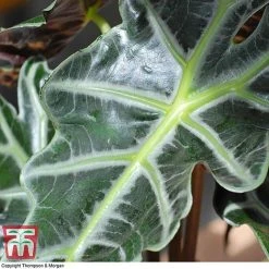 Alocasia X Amazonica 16 Alocasia X Amazonica -plant ALO KB1116 E