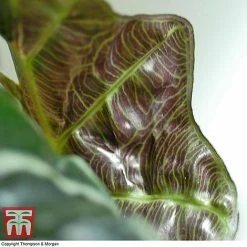 Alocasia X Amazonica 12 Alocasia X Amazonica -plant ALO KB1116 F