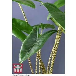 Alocasia Zebrina -plant ALOC WKB5018 C