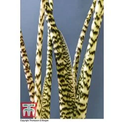 Alocasia Zebrina -plant ALOC WKB5018 D