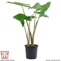 Alocasia Zebrina -plant ALOC WKB5018 E