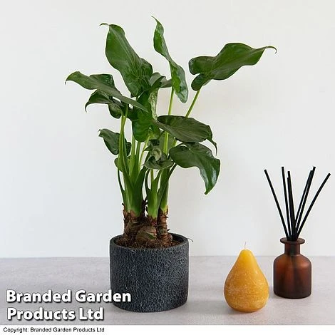 Alocasia Cucullata In Stone Ceramic 2 Alocasia Cucullata In Stone Ceramic - Image 2