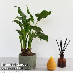 Alocasia Cucullata In Stone Ceramic 6 Alocasia Cucullata In Stone Ceramic -plant ALOC CUCULLATA T39658