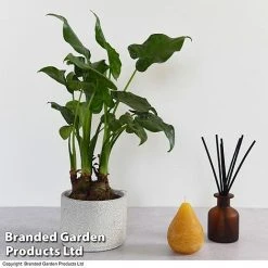 Alocasia Cucullata In Stone Ceramic