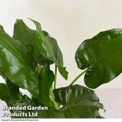 Alocasia Cucullata In Stone Ceramic 7 Alocasia Cucullata In Stone Ceramic -plant ALOC CUCULLATA T39662