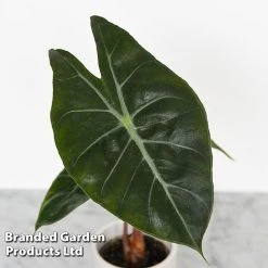 Alocasia Cuprea Mix -plant ALOC CUPREAMIX KF0872 B