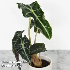 Alocasia Cuprea Mix -plant ALOC CUPREAMIX KF0872 C