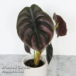 Alocasia Cuprea Mix -plant ALOC CUPREAMIX KF0872 D