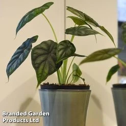 Alocasia 'Dragon Scale' -plant ALOC DRAGON3