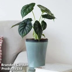 Alocasia 'Dragon Scale' -plant ALOC DRAGON4