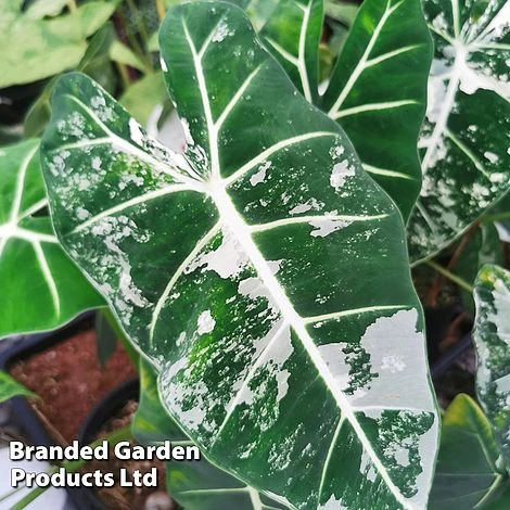 Alocasia Cuprea 'Frydek Variegata' 1 Alocasia Cuprea 'Frydek Variegata'