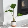 Alocasia 'Portodora'