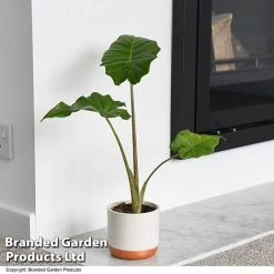 Alocasia 'Portodora'