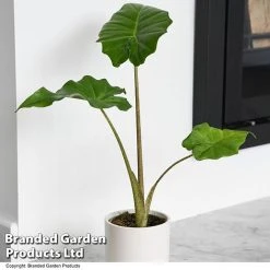 Alocasia 'Portodora' -plant ALOC PORTODORA T52511