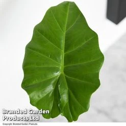 Alocasia 'Portodora' -plant ALOC PORTODORA T52512