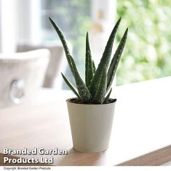 De-humidifying House Plant Collection -plant ALOE VERA10 T08176