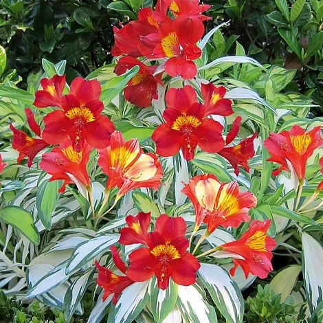 Alstroemeria 'Rock 'n' Roll' 2 Alstroemeria 'Rock 'n' Roll' - Image 2