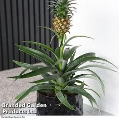 Pineapple Plant 10 Pineapple Plant -plant ANAN PINEAPPLE A2