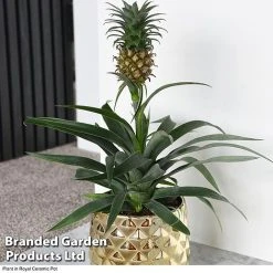 Pineapple Plant 11 Pineapple Plant -plant ANAN PINEAPPLE B2