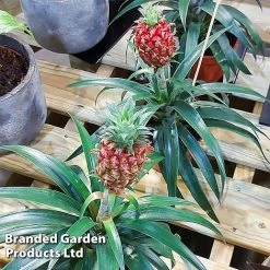 Pineapple Plant 'Rosita' 9 Pineapple Plant 'Rosita' -plant ANAN PINEAPPLE WKF1190