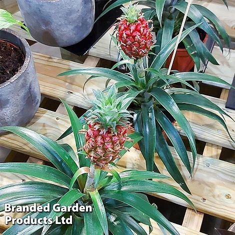 Pineapple Plant 'Rosita' 5 Pineapple Plant 'Rosita' - Image 5