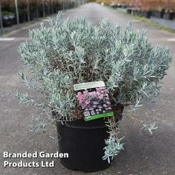 Andromeda Polifolia 'Blue Lagoon'