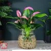 Anthurium Aqua In Sierglass