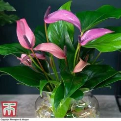Anthurium Aqua In Sierglass -plant ANTH KB3998 B1