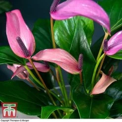 Anthurium Aqua In Sierglass -plant ANTH KB3998 C1
