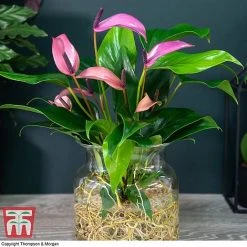 Anthurium Aqua In Sierglass -plant ANTH KB3998 D1