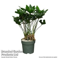 Anthurium 'Arrow' In Hydro Pot -plant ANTH ARROW30CM T506621