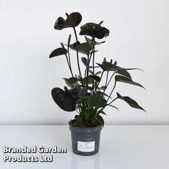 Anthurium 'Black Love' 11 Anthurium 'Black Love' -plant ANTH BLACK12CM T44471