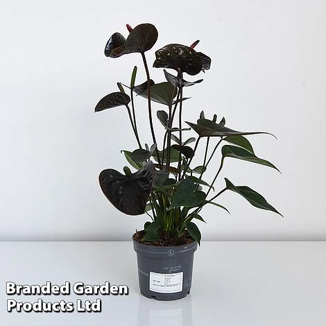 Anthurium 'Black Love' 6 Anthurium 'Black Love' - Image 6