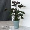 Anthurium 'Black Love'