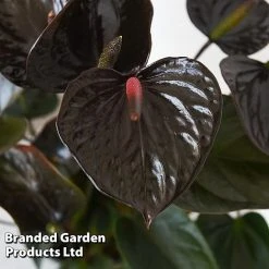 Anthurium 'Black Love' 8 Anthurium 'Black Love' -plant ANTH BLACKLOVE T44474