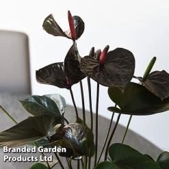 Anthurium 'Black Love' 9 Anthurium 'Black Love' -plant ANTH BLACKLOVE T44476